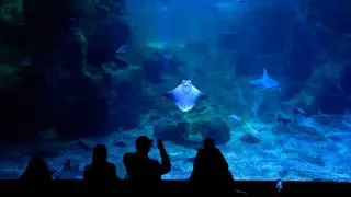 Istanbul Aquarium Ticket und Transfer